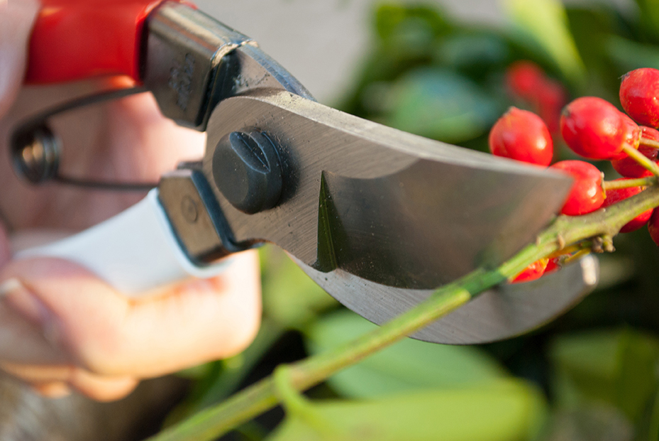 Taille et jardinage